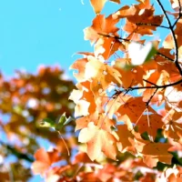 Falling Leaves Live Wallpaper